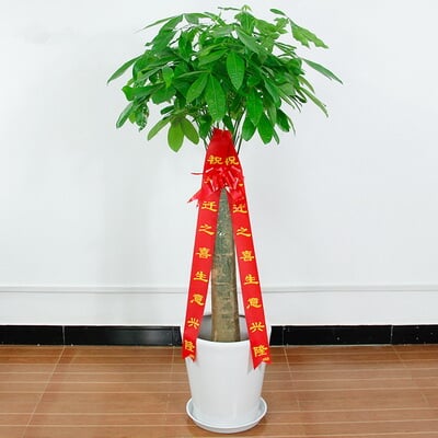单干发财树 商品图 1
