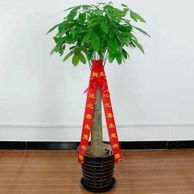 单干发财树 商品图 2